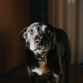 A black dog stands still, looking intently, indoors with soft lighting and a doorway in the background.