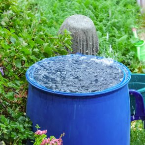 Blue barrel collecting rainwater, surrounded by lush green foliage and colorful flowers in a garden setting.