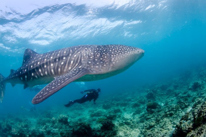 A whale shark swims near divers over a coral reef in clear, blue ocean waters.