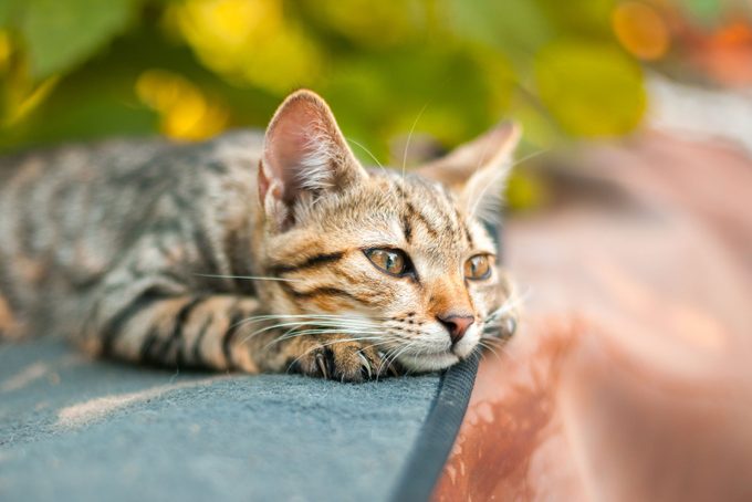Do Cats Grieve After a Loss? A New Study May Have the Answer JJ