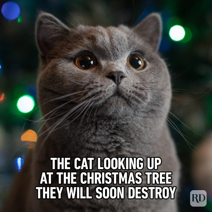 40 Funny Christmas Memes That Deliver the Holiday Humor