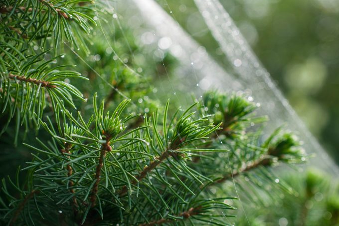 What’s a Christmas Spider—and Why Might You Want One on Your Tree?