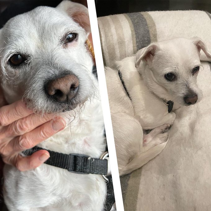 Strange but True: You Can Donate This Used Medical Device to a Dog—And Potentially Save Its Life