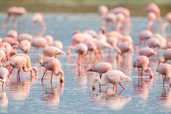 flamingos feeding