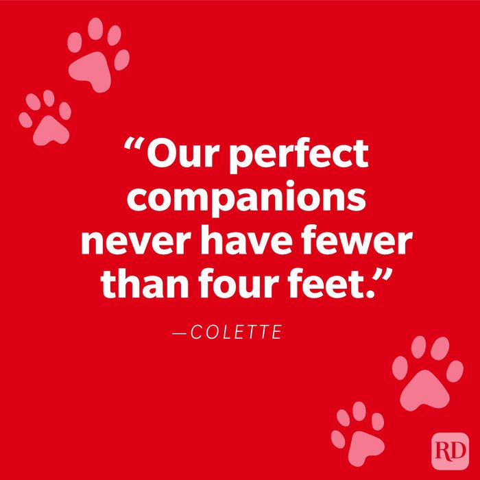 53 Comforting Pet Loss Quotes to Help You Grieve Your Furry Friend