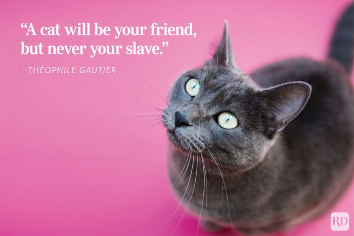 Gray cat looks upward against pink background. Quote: “A cat will be your friend, but never your slave.." - ”Theophile Gautier.