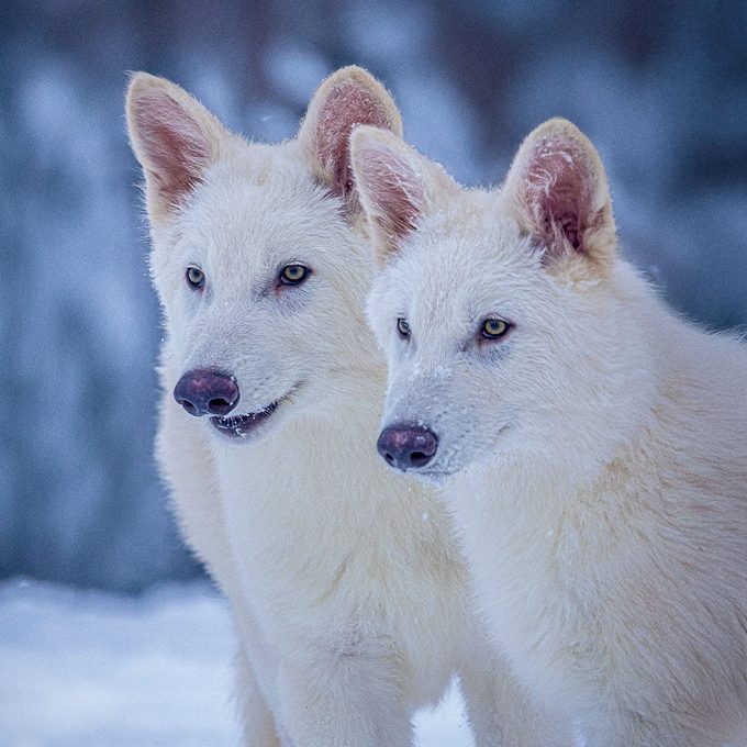 Scientists Just Brought Back This Formerly Extinct Animal—And It’s Partly Thanks to a Hit HBO Show