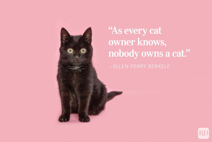 Black cat sitting; pink background. Quotation: "As every cat owner knows, nobody owns a cat." - ”Ellen Perry Berkeley.