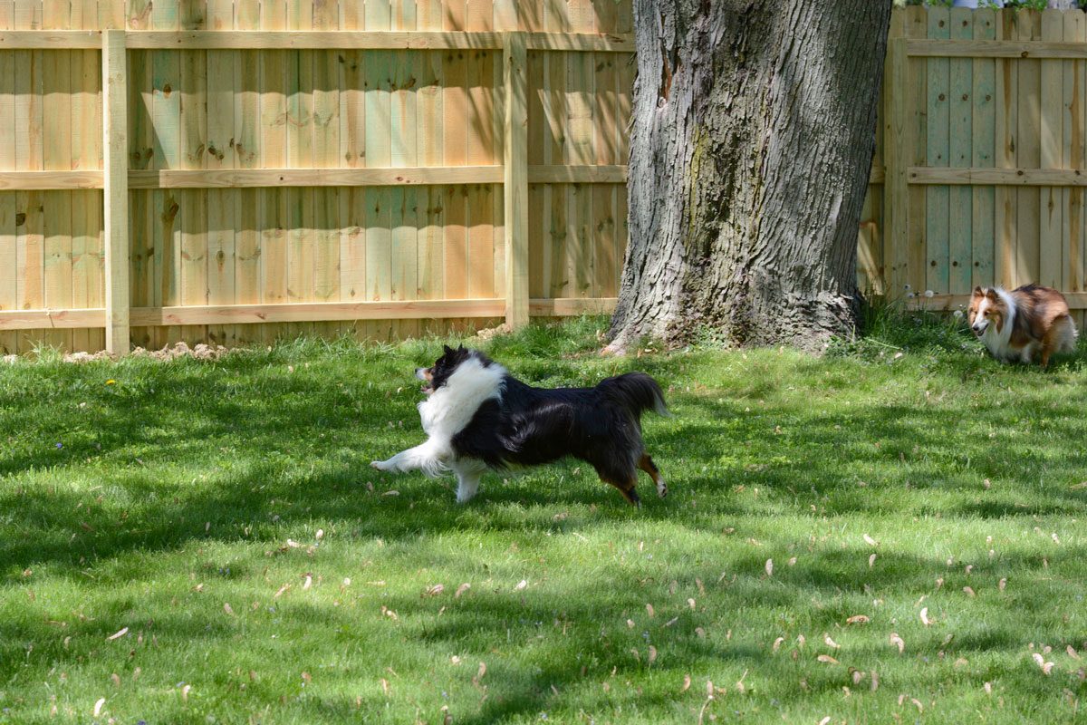 sheepdogs playing in a yard