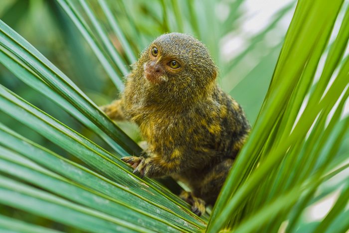 20 of the Cutest Tiny Animals from Around the World