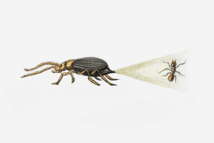 bombardier beetle