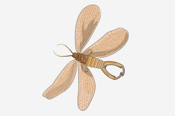 eyelash winged wasp