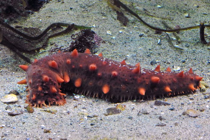 22 Animal Species So Gross, They’ll Make Your Skin Crawl