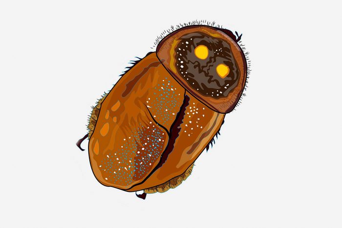 glowing roach