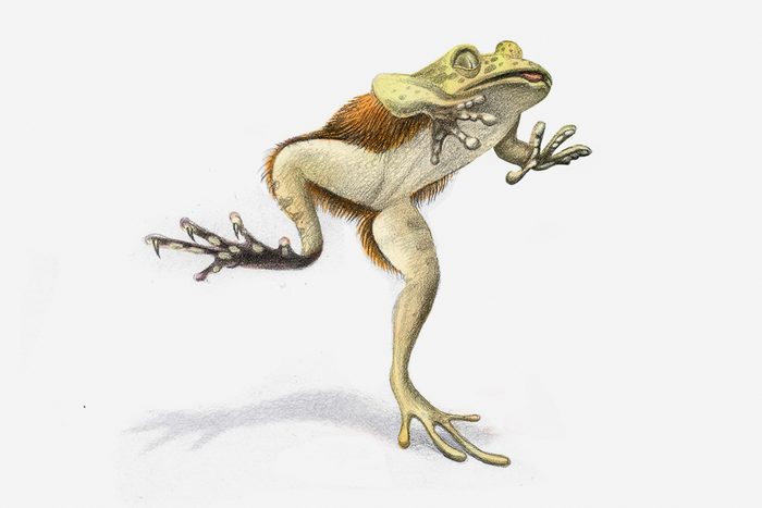 hairy frog