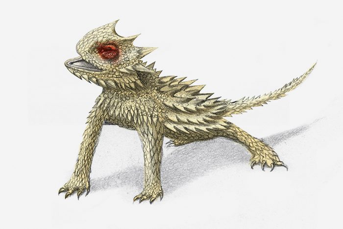 horned lizard