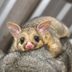 25 Possum Pictures That Will Convince You They're Actually Cute