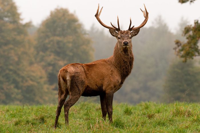 16 Innocent-Looking Animals That Are Surprisingly Dangerous