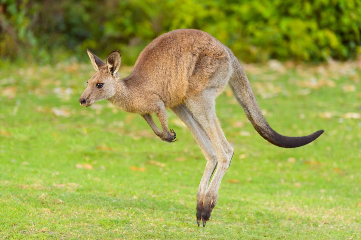 Grey Kangaroo