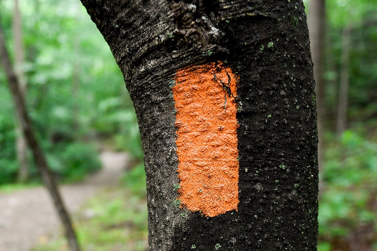 orange color painted on the side of a tree along the trail. 