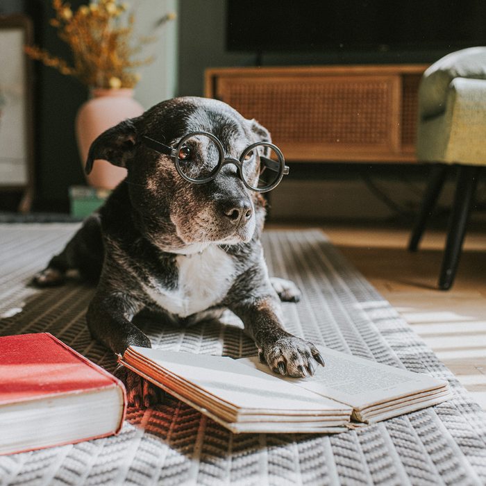 How Smart Is Your Dog? 13 Signs of a Smarty-Pants Pooch
