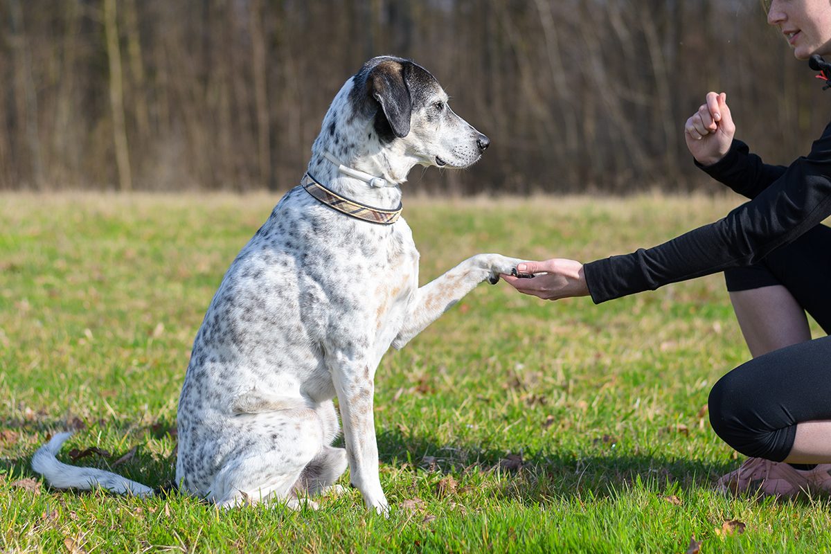 How Smart Is Your Dog 13 Signs Of A Smarty Pants Pooch Gettyimages 655655504