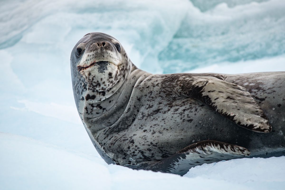 Leopard Seal