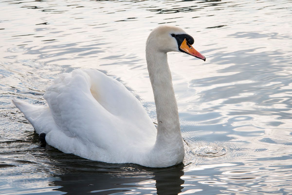Mute Swan In Lake