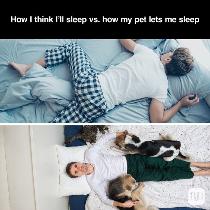 A meme about - Pet Sleeping Arrangements