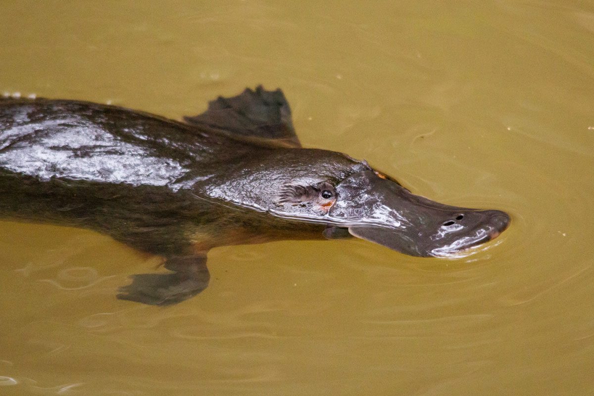 Platypuse