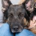 13 Revealing Secrets Your Dog Knows About You