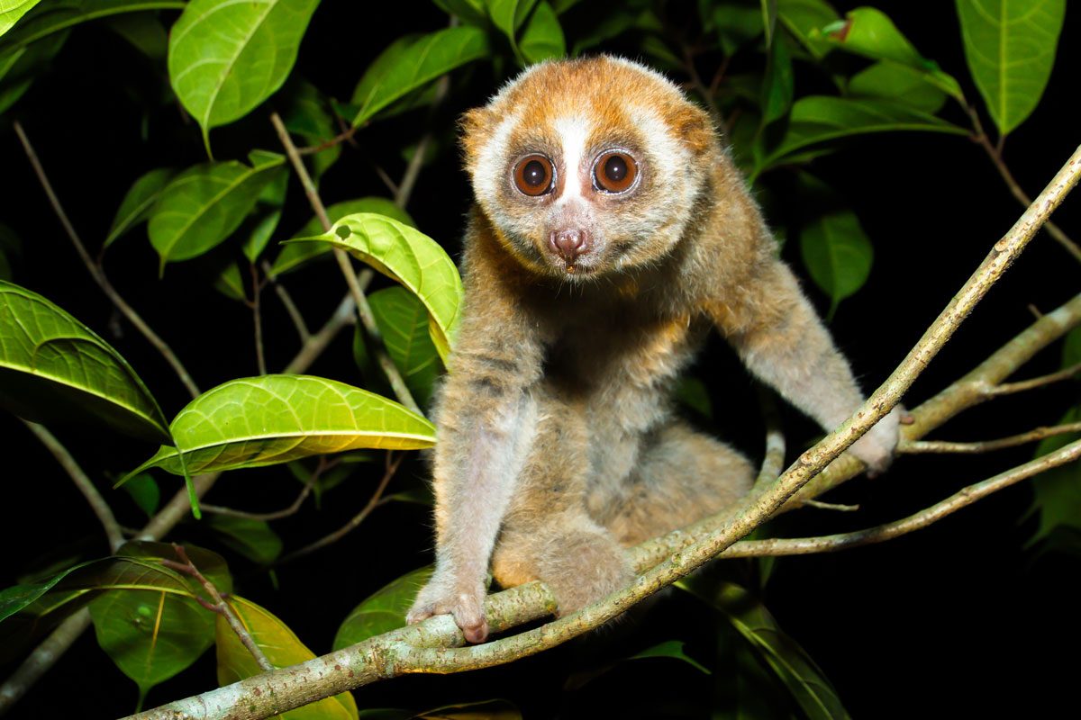 Slow Loris