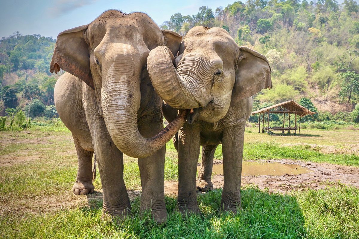 Two Asiatic Elephants