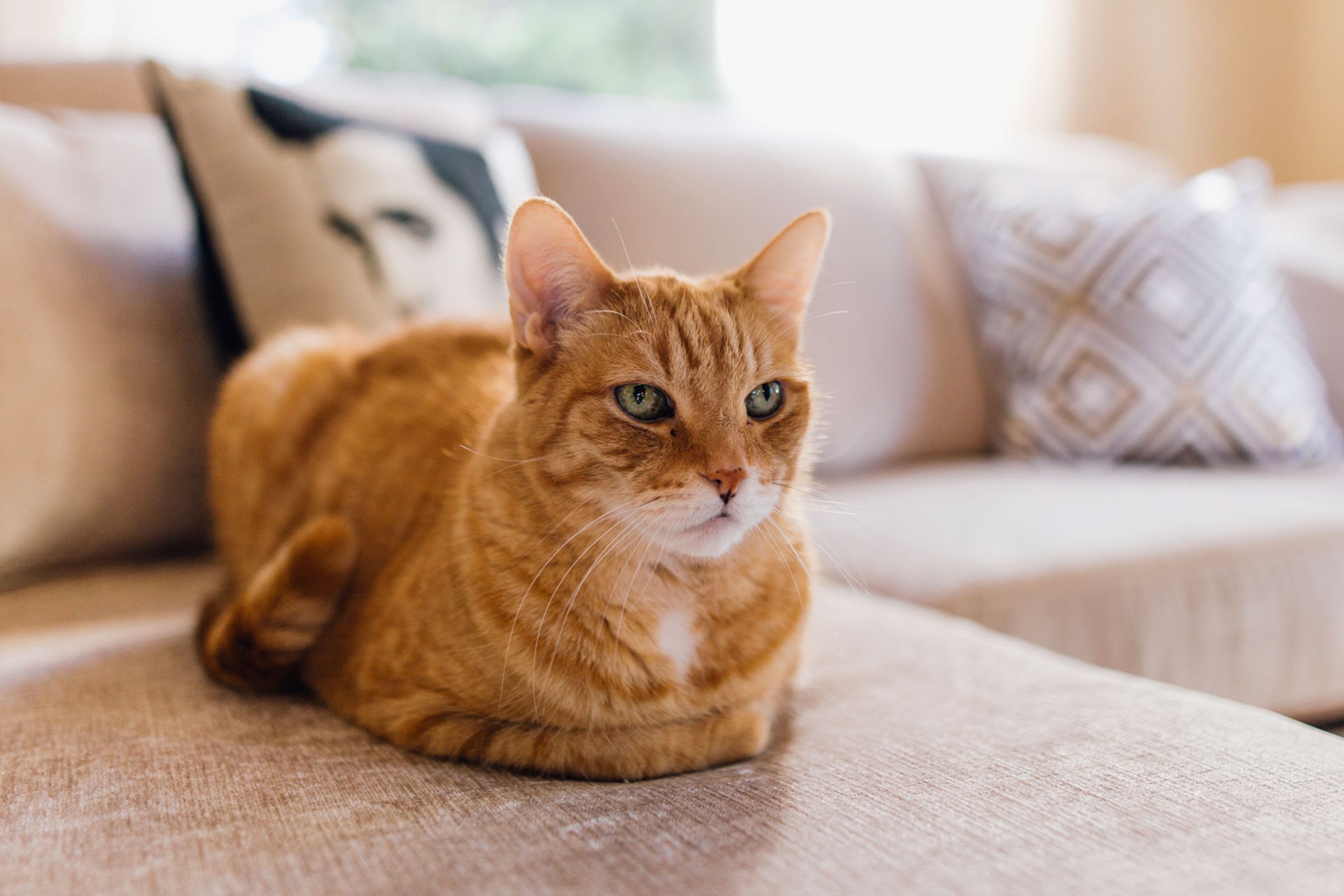 A cat on sofa in a full loaf position.